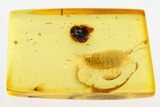 Detailed Fossil Spiny Fly Larva (Brachycera) In Baltic Amber #284589-2